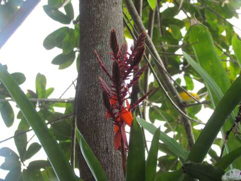 Image of Aechmea tillandsioides (Mart. ex Schult. & Schult. fil.) Baker