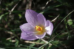 Image de Crocus thomasii Ten.