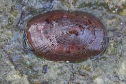 Image of Rocking chair limpet