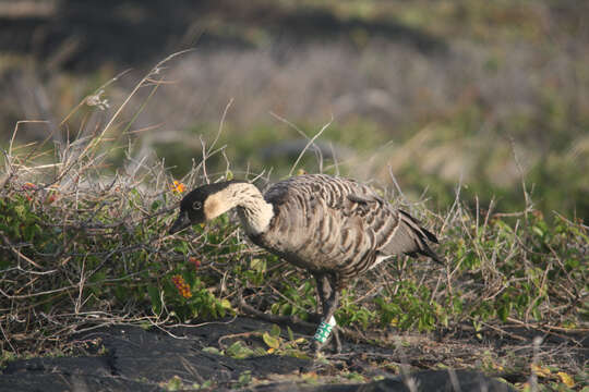 Image of Hawaiian Goose