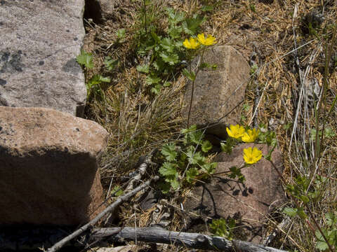 Слика од Potentilla crantzii subsp. gelida (C. A. Mey.) J. Soják