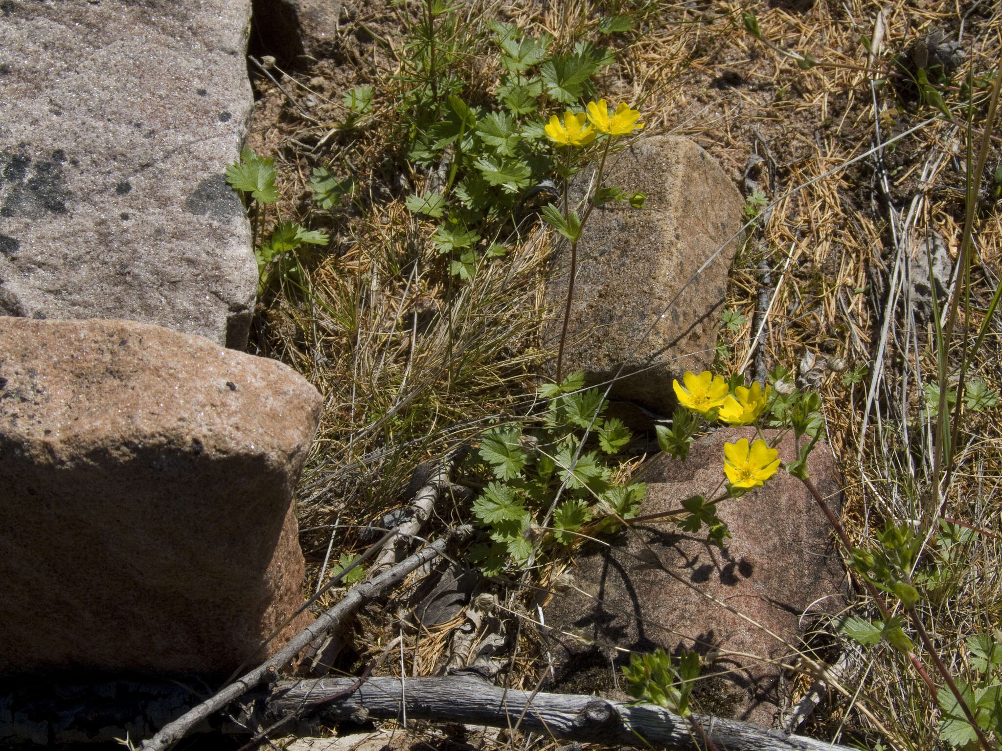 Image of Potentilla crantzii subsp. gelida (C. A. Mey.) J. Soják