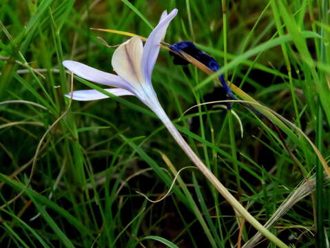 Image of Syringodea concolor (Baker) M. P. de Vos