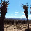 Image of Aloe spectabilis Reynolds