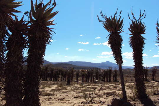 Image of Aloe spectabilis Reynolds