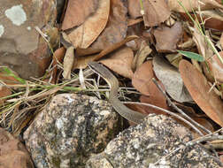 Image of Paraguay Green Racer