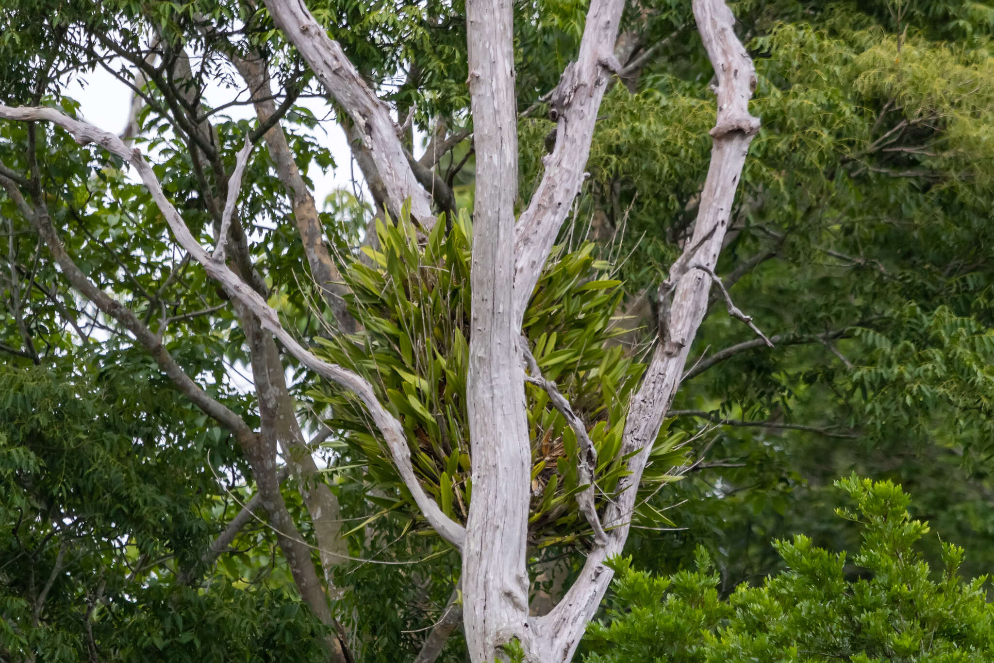 Image of Laelia gloriosa (Rchb. fil.) L. O. Williams