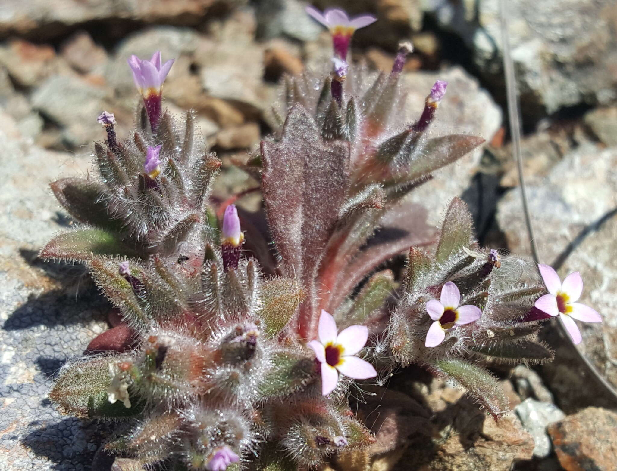 Image of serpentine collomia