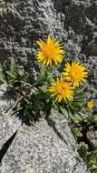 Image of Lyall's goldenweed