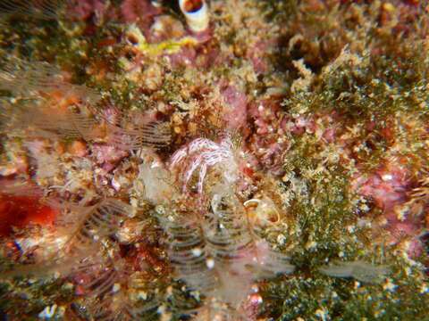 Image of rocky-shore hermit crab