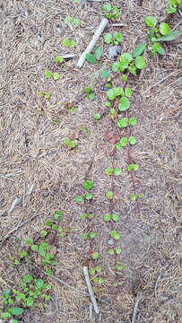 Image de Linnaea borealis var. longiflora Torr.