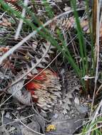 Image of Banksia obtusa (R. Br.) A. R. Mast & K. R. Thiele