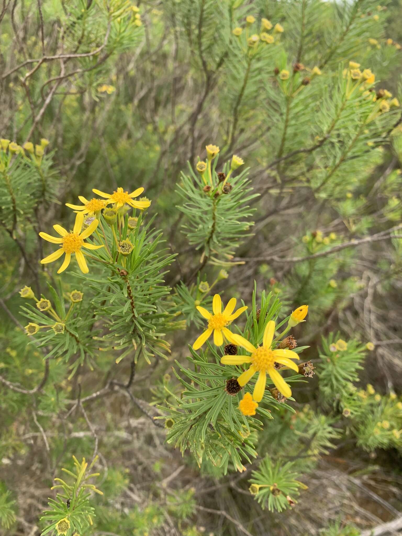 Euryops linearis Harv. resmi