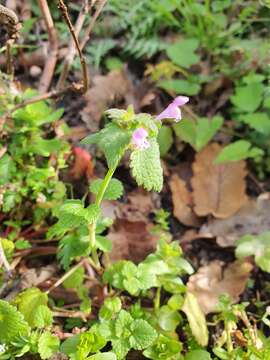 Lamium amplexicaule subsp. mauritanicum (Gand. ex Batt.) Maire resmi