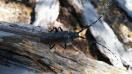 Image of Monochamus scutellatus oregonensis Le Conte 1873