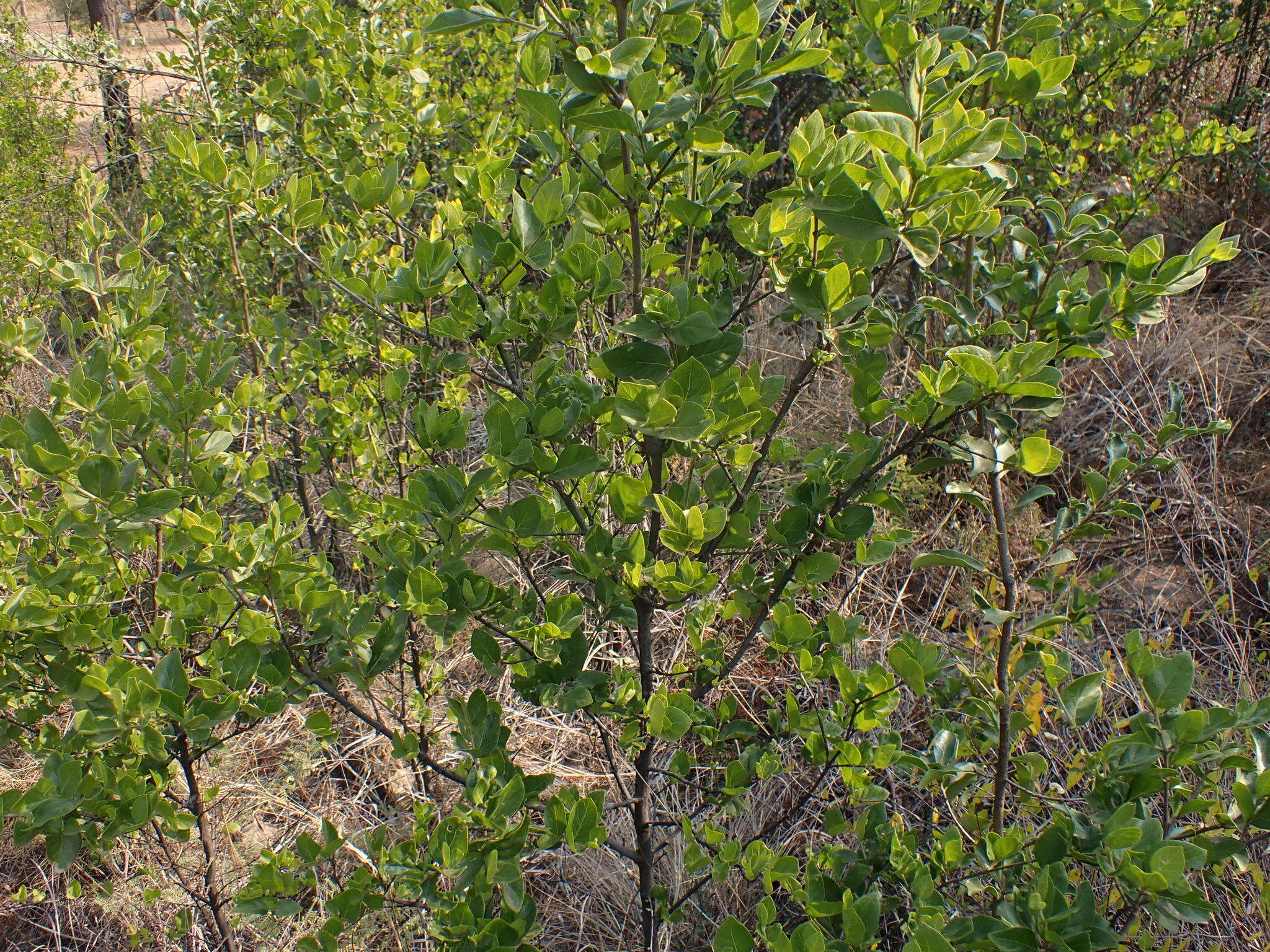 Image of Rock Alder