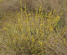 Image of Cytisus borysthenicus Gruner