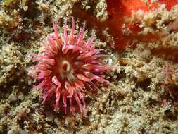 Image of McPeak anemone