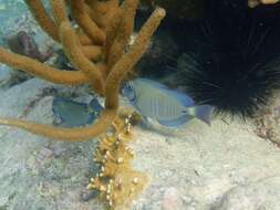 Image of Black Doctorfish