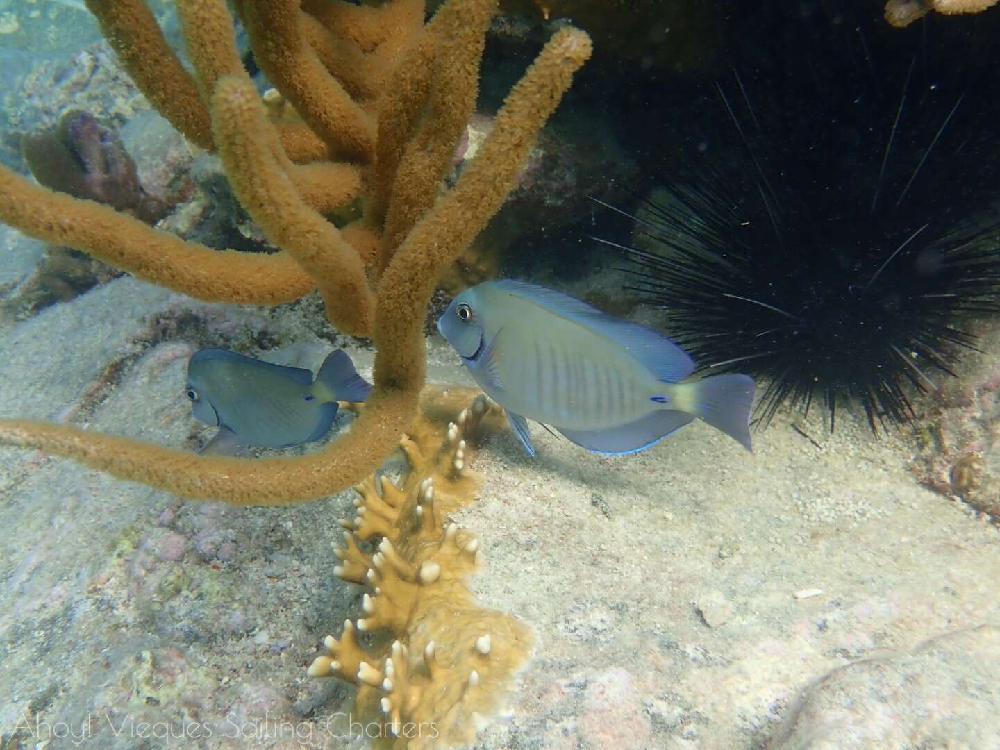 Image of Black Doctorfish