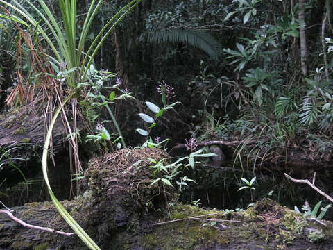 Image of Globba bokorensis Nob. Tanaka & Tagane