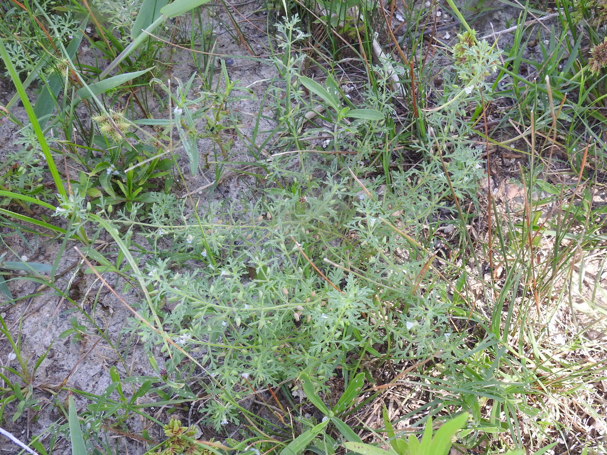 Image of Narrow-Leaf Paleseed