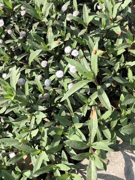 Image of Spilanthes leiocarpa DC.