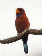 Image of Blue-throated Roller