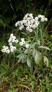 Image of Three-nerved Pearly Everlasting