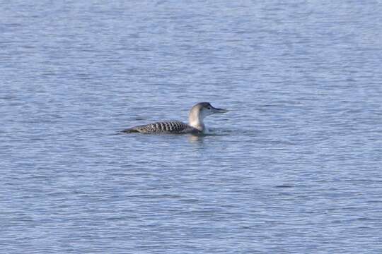 Image of White-billed Diver