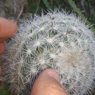 Plancia ëd Mammilloydia candida subsp. ortiz-rubiana