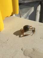 Image of Mediterranean nut crab