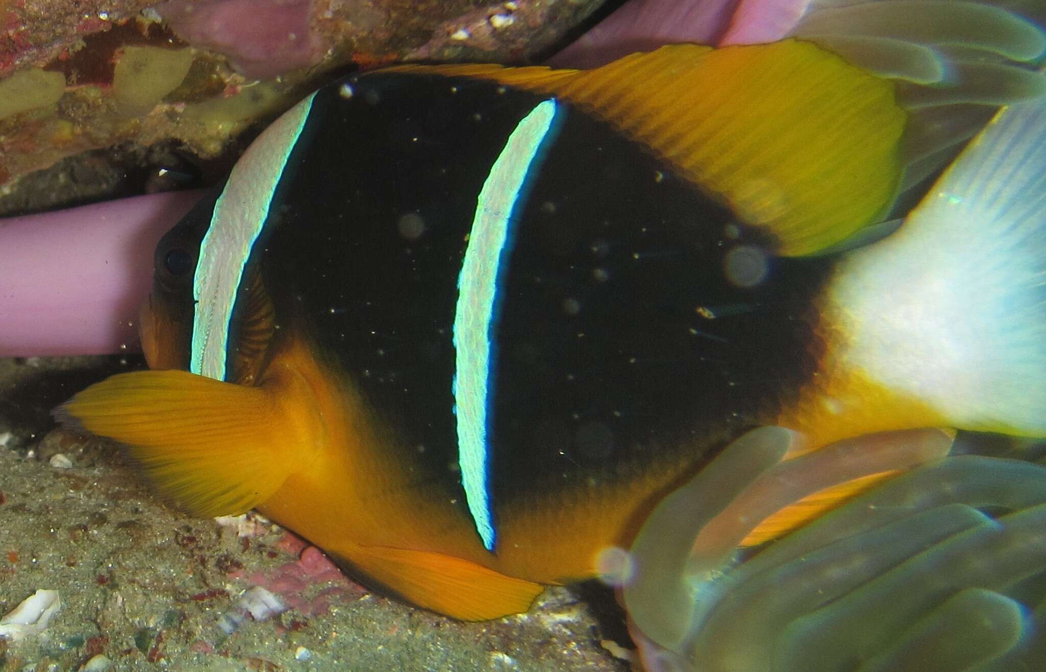 Image of Allard's clownfish