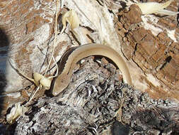 Image of Peloponnese slow worm