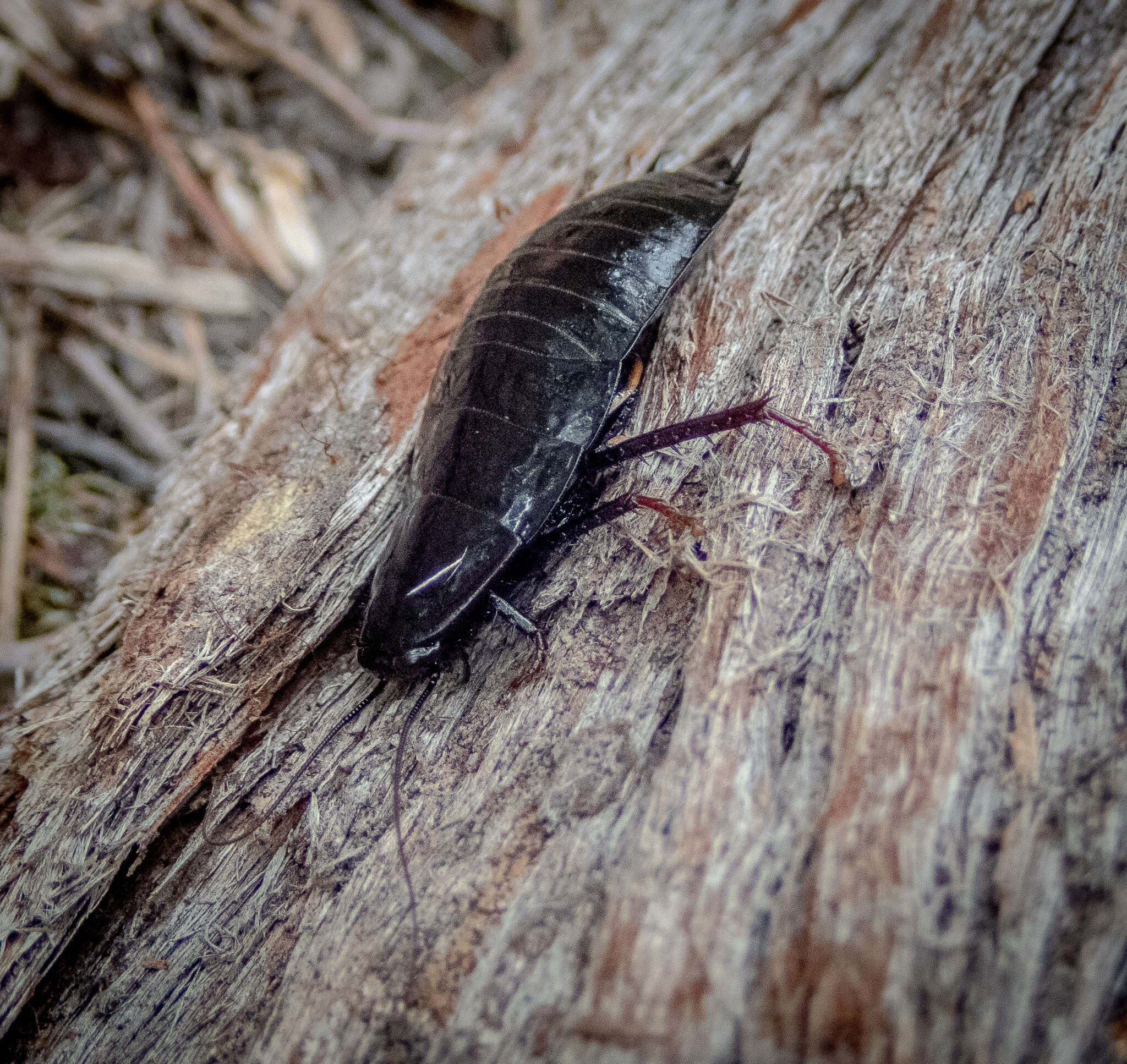 Imagem de Platyzosteria melanaria (Erichson 1842)