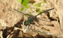 Image of Celebothemis delecollei Ris 1912