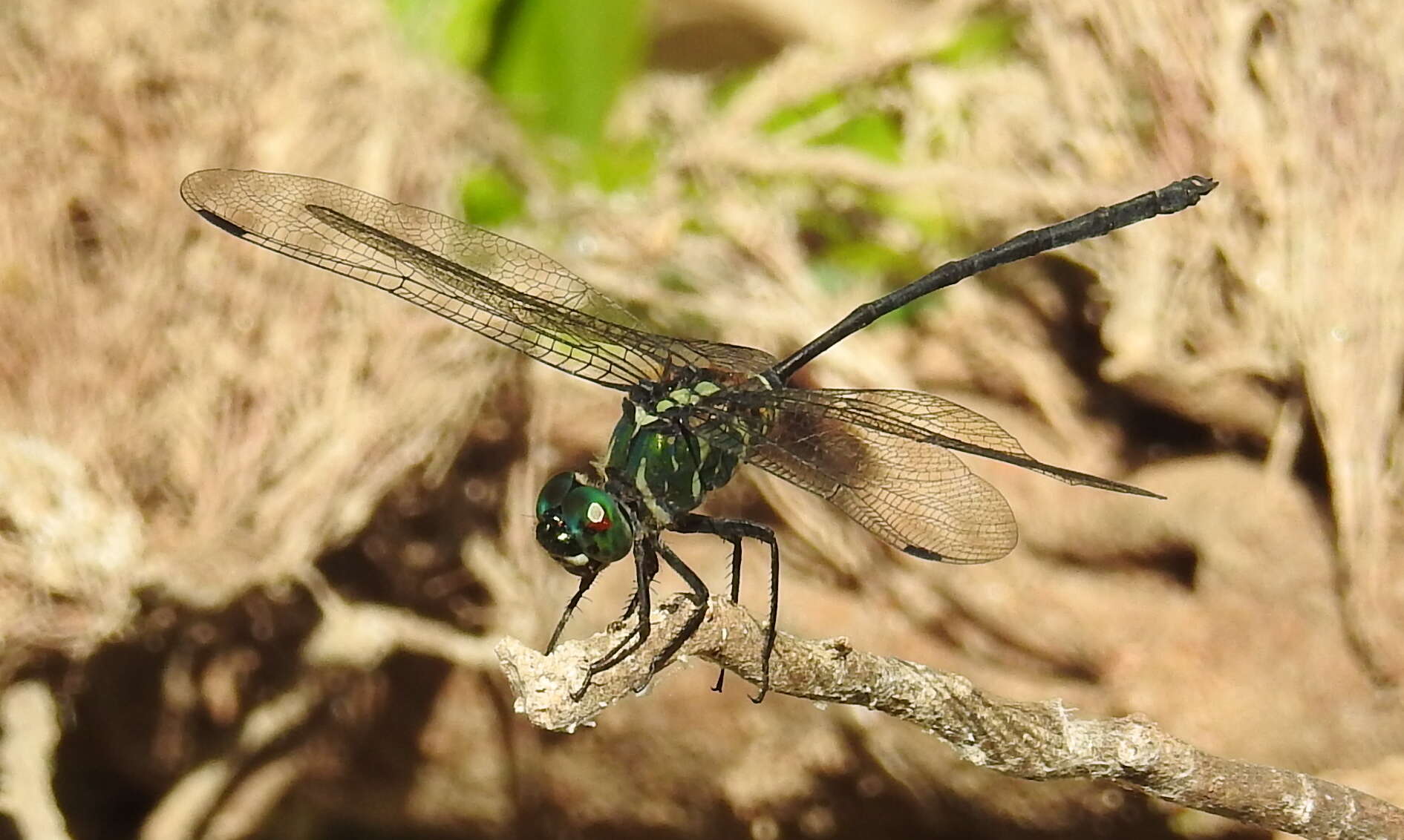 Image of Celebothemis delecollei Ris 1912