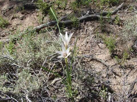 Image of Zephyranthes jamesonii