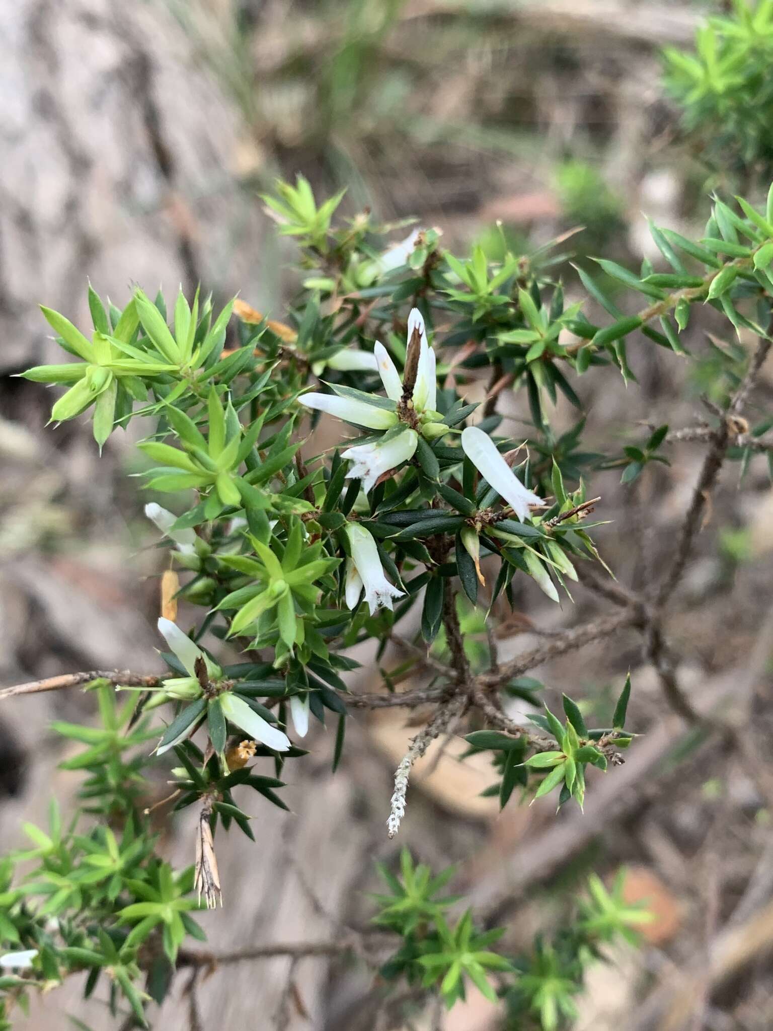 Image of Styphelia sieberi