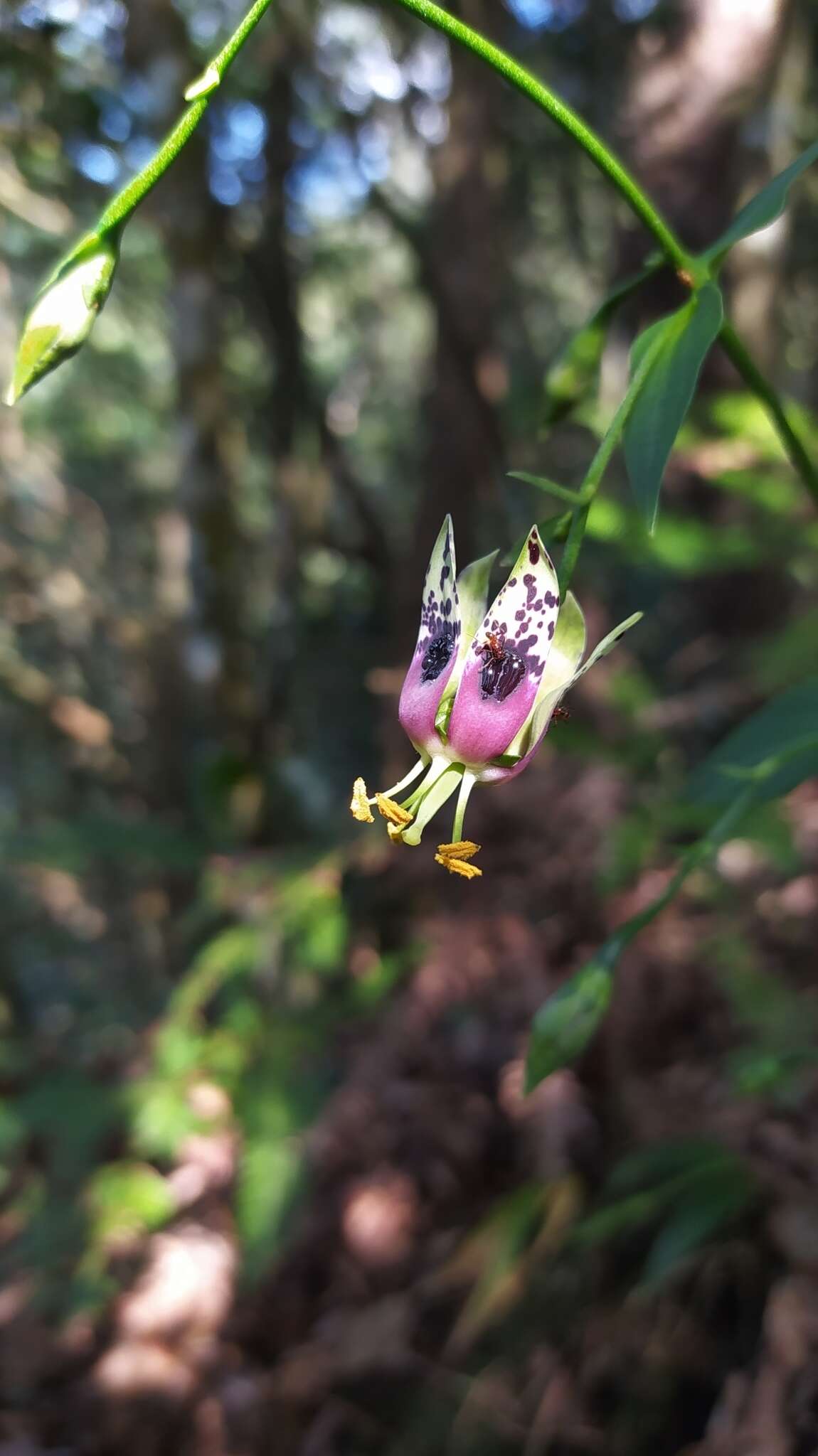 Image of Swertia shintenensis Hayata