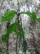 Image of Anthocleista amplexicaulis Baker