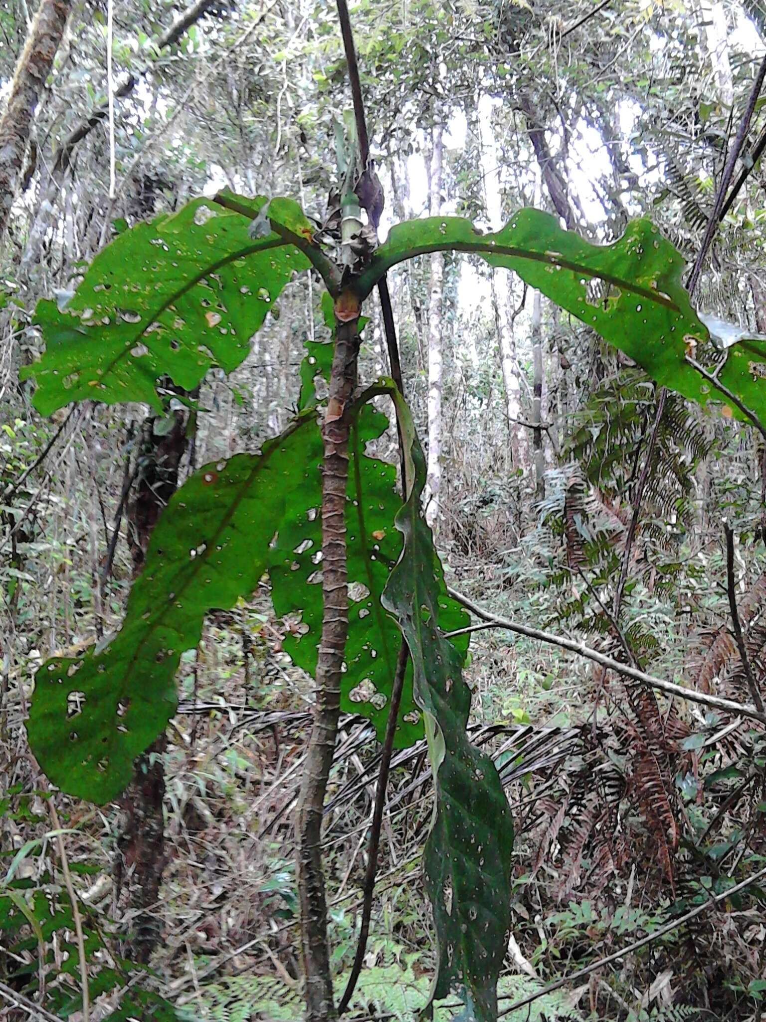 Image of Anthocleista amplexicaulis Baker