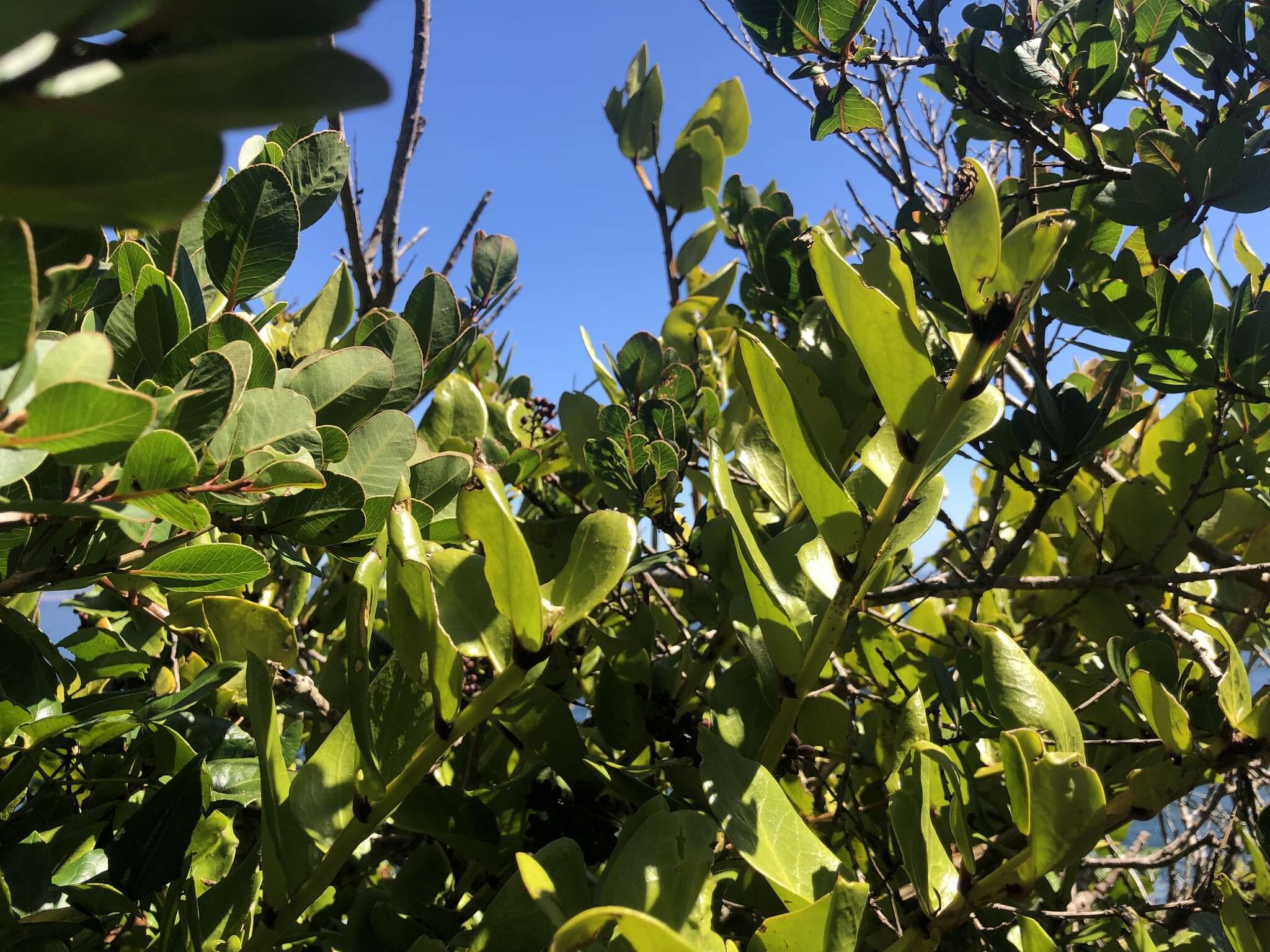 Griselinia scandens (Ruiz & Pav.) Taub.的圖片