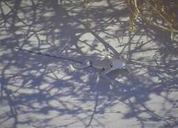 Image of Fringe-toed Sand Lizard