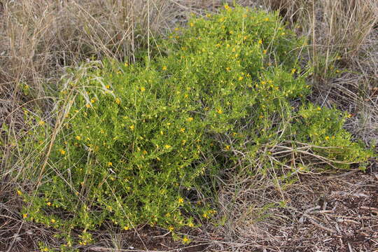 Sivun Roepera confluens (H. Eichler) Beier & Thulin kuva