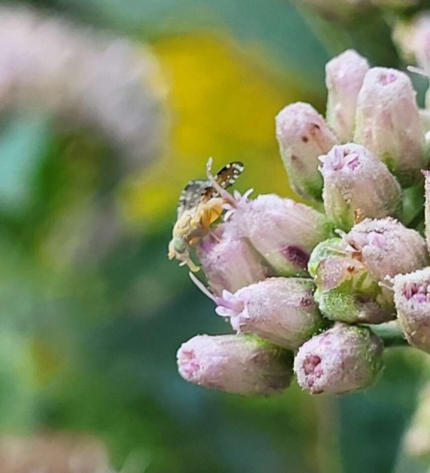 Image of Sourbush seed fly