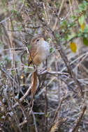 Image of Rusty-fronted Canastero