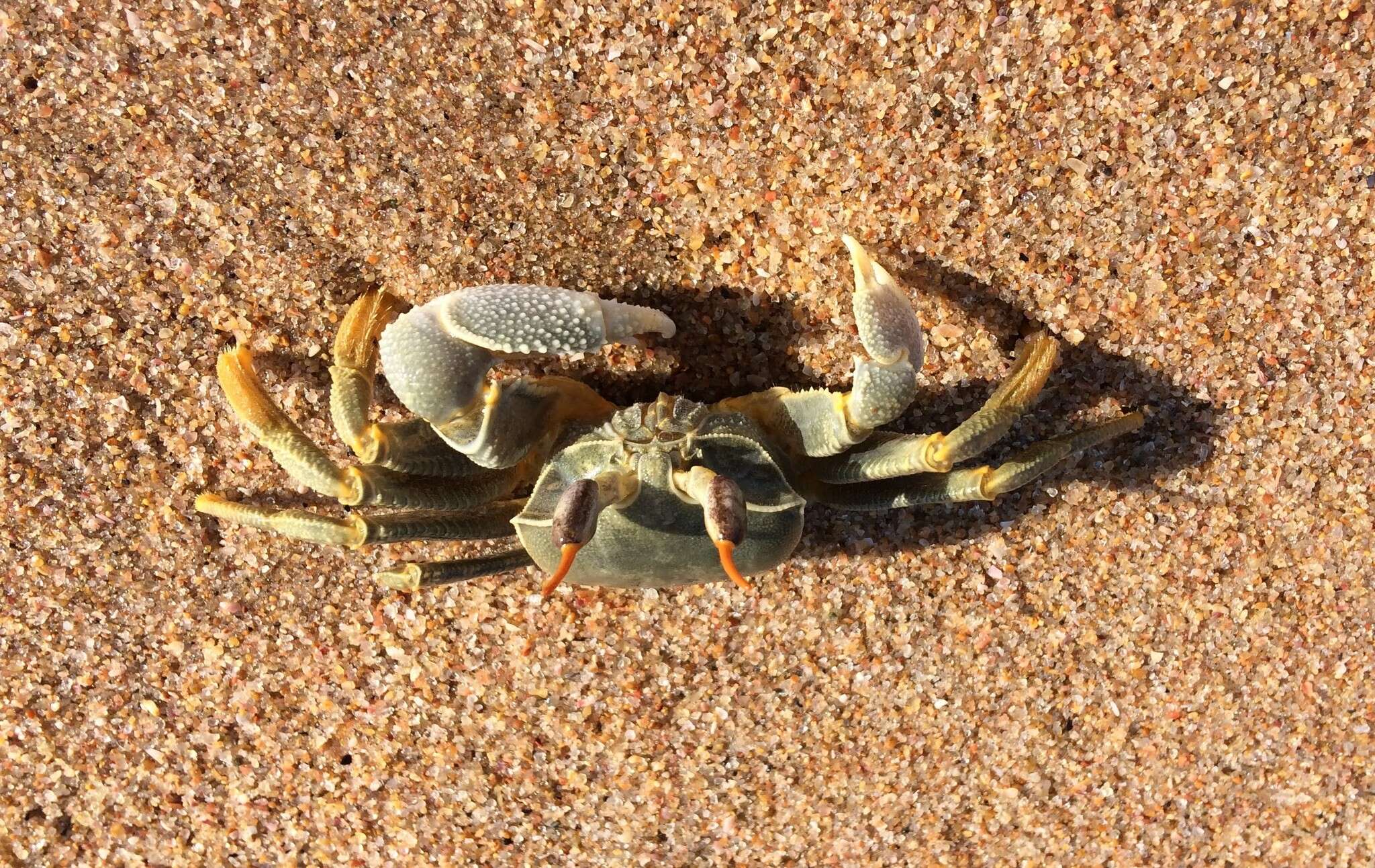 Image of Horned Ghost Crab