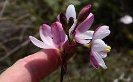 Image of Ixia longituba N. E. Br.