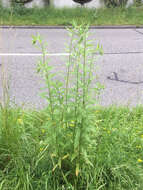 Image of Canada goldenrod